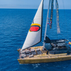 Freebird One Avistamiento de ballenas 1