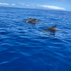 Freebird One Avistamiento de ballenas 10