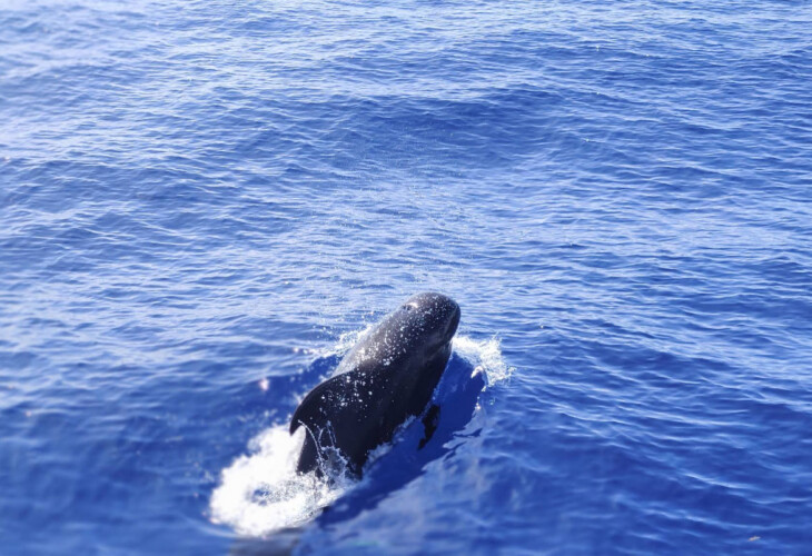 Freebird One Avistamiento de ballenas 11