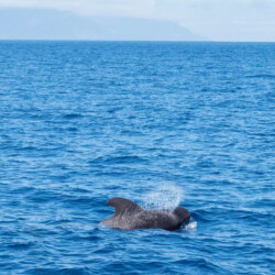 Freebird-One-Avistamiento de ballenas-12