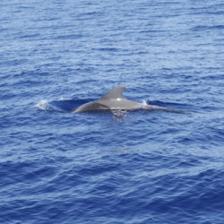 Freebird-One-Avistamiento-de-ballenas-14