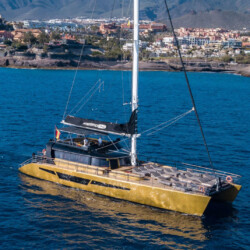 Freebird One Avistamiento de ballenas 2