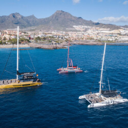 Freebird One Avistamiento de ballenas 20