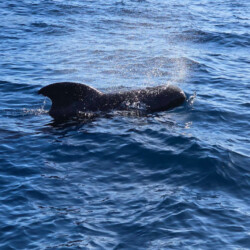 Freebird One Avistamiento de ballenas 8