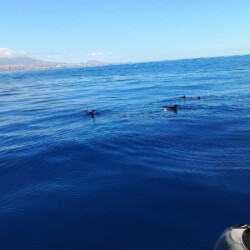 Freebird One Avistamiento de ballenas 9