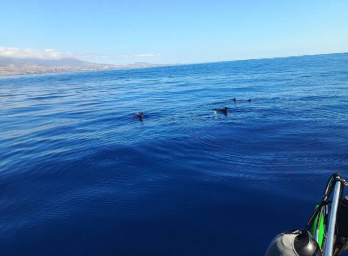 Freebird One Avistamiento de ballenas 9