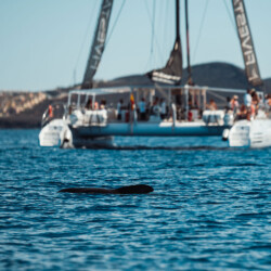 Fünf-Sterne-Walbeobachtung Teneriffa 7