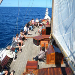 Avistamiento de ballenas Shogun Tenerife 1