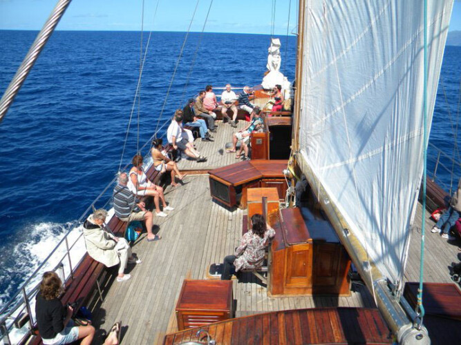 Avistamiento de ballenas Shogun Tenerife 1