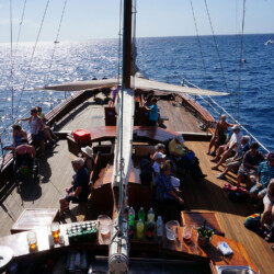 Avistamiento de ballenas Shogun Tenerife 10