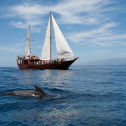 Avistamiento de ballenas Shogun Tenerife 11