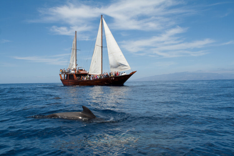Avistamiento de ballenas Shogun Tenerife 11