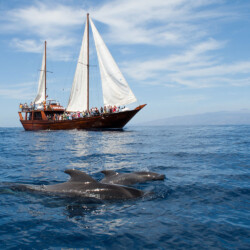 Avistamiento de ballenas Shogun Tenerife 12