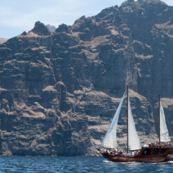 Avistamiento de ballenas Shogun Tenerife 13