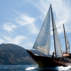 Avistamiento de ballenas Shogun Tenerife 14