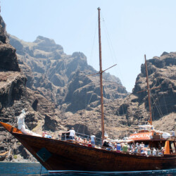 Avistamiento de ballenas Shogun Tenerife 15