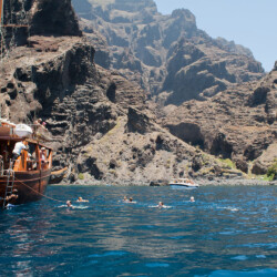 Avistamiento de ballenas Shogun Tenerife 16