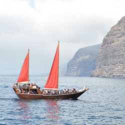 Avistamiento de ballenas Shogun Tenerife 3