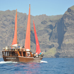 Avistamiento de ballenas Shogun Tenerife 5