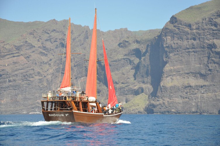 Avistamiento de ballenas Shogun Tenerife 5