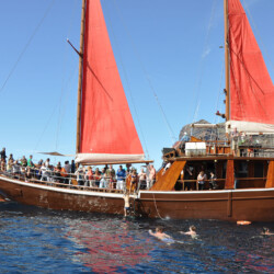 Avistamiento de ballenas Shogun Tenerife 6