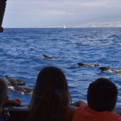 Barco Vikingo Tenerife Ragnarok Avistamiento de Ballenas 16