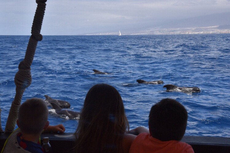 Barco Vikingo Tenerife Ragnarok Avistamiento de Ballenas 16