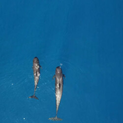 Abrazo Avistamiento de Ballenas Tenerife 8