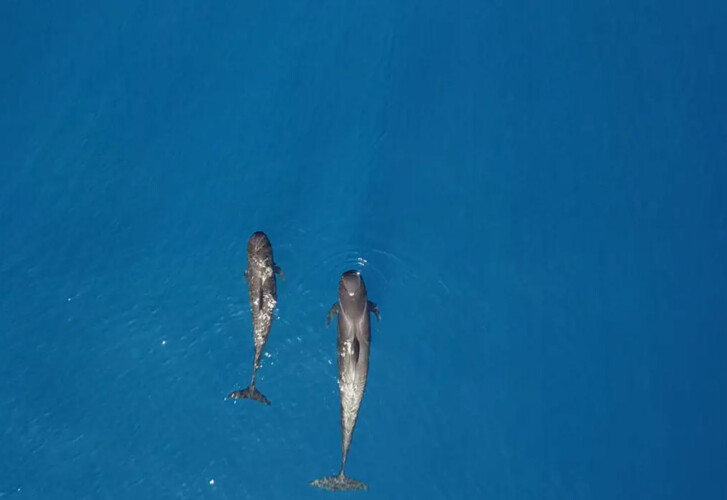 Abrazo Avistamiento de Ballenas Tenerife 8