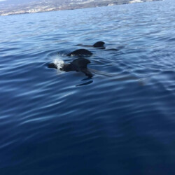 Avistamiento de cetáceos en Blue Jack Sail Tenerife 11