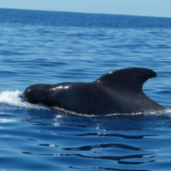 Avistamiento de cetáceos en Blue Jack Sail Tenerife 13