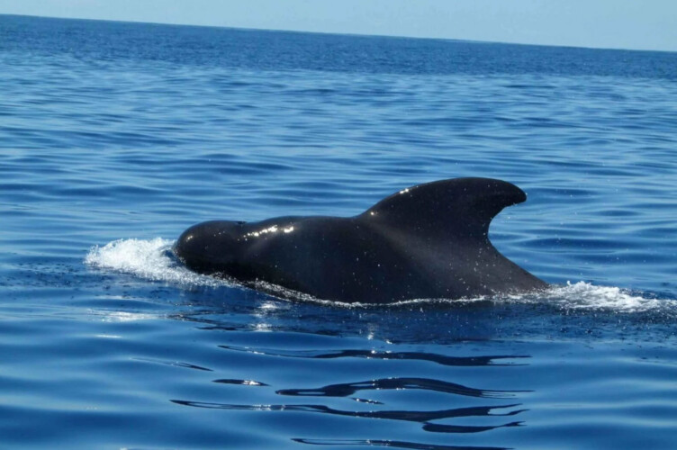 Avistamiento de cetáceos en Blue Jack Sail Tenerife 13