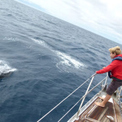 Avistamiento de cetáceos en Blue Jack Sail Tenerife 5