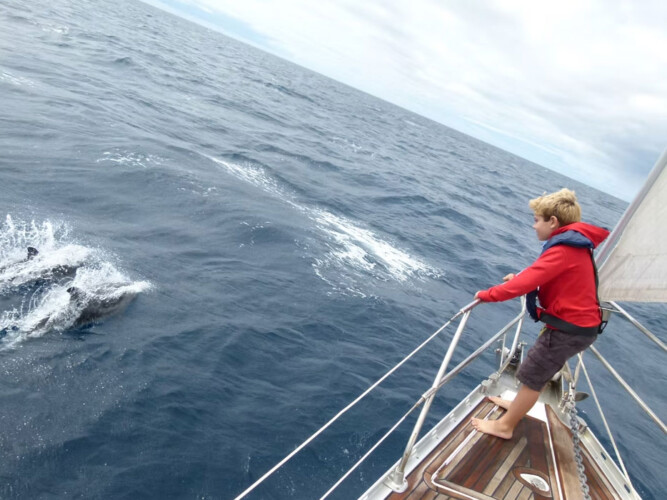 Avistamiento de cetáceos en Blue Jack Sail Tenerife 5