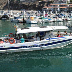 Gladiator U Avistamiento de Cetáceos Tenerife 1