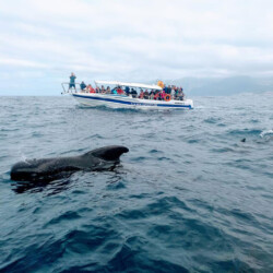 Gladiator U Avistamiento de Cetáceos Tenerife 6