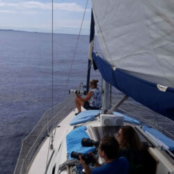 Gran Azor Walbeobachtung Teneriffa 6