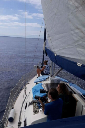 Gran Azor Walbeobachtung Teneriffa 6