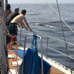 Avistamiento de ballenas Lady Elsie Tenerife 6