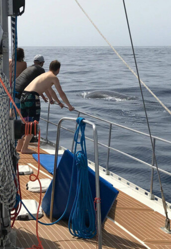 Avistamiento de ballenas Lady Elsie Tenerife 6