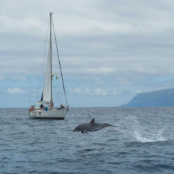 Avistamiento de ballenas Lady Elsie Tenerife 8