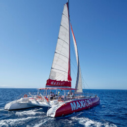 Avistamiento de cetáceos Maxicat Tenerife 2