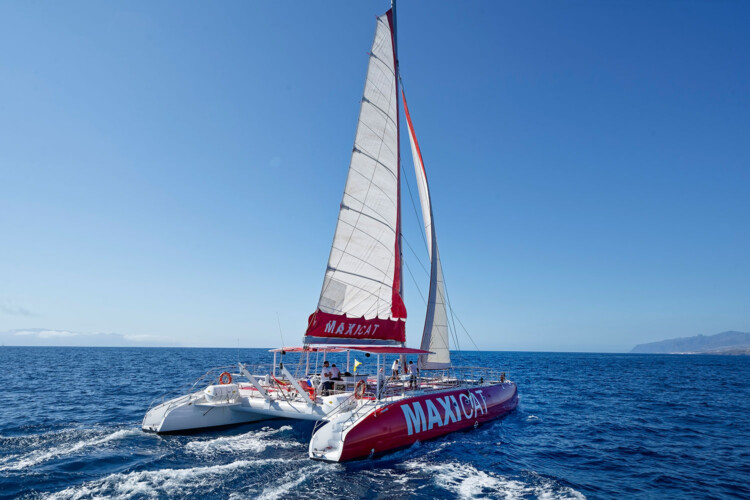 Avistamiento de cetáceos Maxicat Tenerife 2