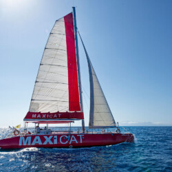 Avistamiento de cetáceos Maxicat Tenerife 3