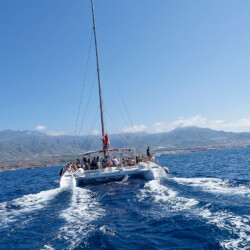 Avistamiento de cetáceos Maxicat Tenerife 4