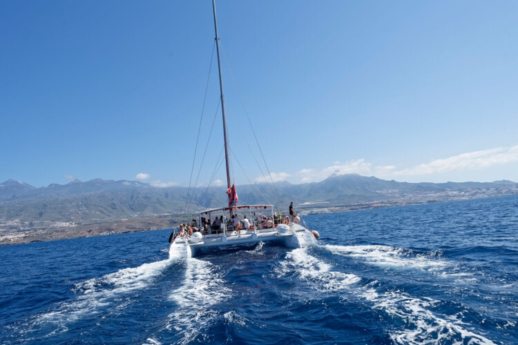 Avistamiento de cetáceos Maxicat Tenerife 4