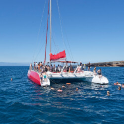 Avistamiento de cetáceos Maxicat Tenerife 5