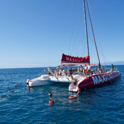 Avistamiento de cetáceos Maxicat Tenerife 6