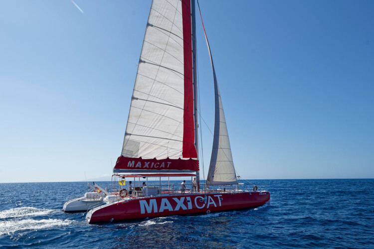 Avistamiento de cetáceos Maxicat Tenerife 9