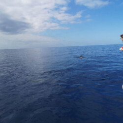 Monte Cristo Walbeobachtung Teneriffa 7